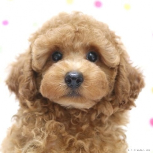 トイプードルの子犬（ID:1236011193）の1枚目の写真/更新日:2022-05-04