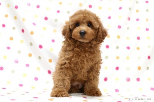 トイプードルの子犬（ID:1236011193）の2枚目の写真/更新日:2022-05-04