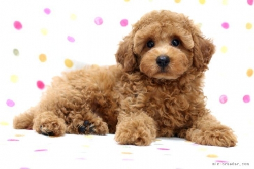トイプードルの子犬（ID:1236011193）の4枚目の写真/更新日:2022-05-04