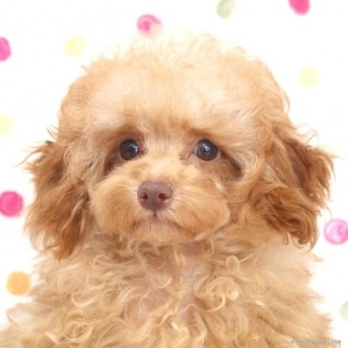 トイプードルの子犬（ID:1236011205）の1枚目の写真/更新日:2022-09-25