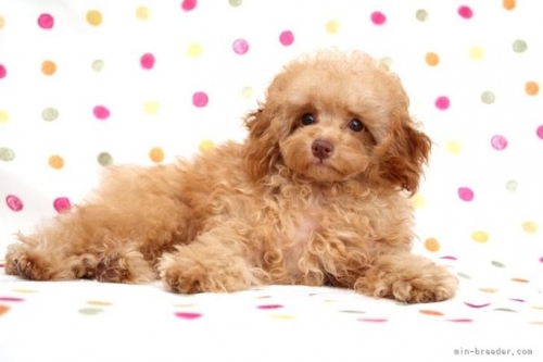 トイプードルの子犬（ID:1236011205）の4枚目の写真/更新日:2022-09-25