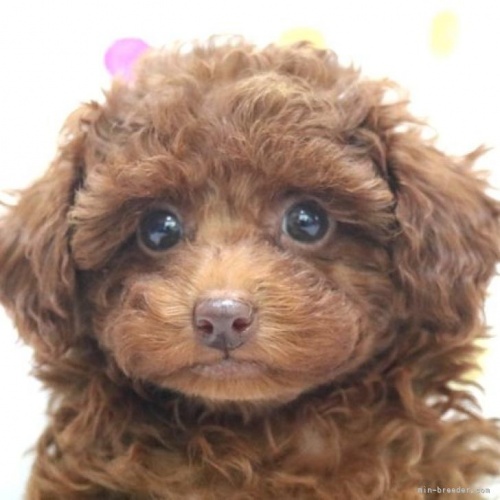 トイプードルの子犬（ID:1236011210）の1枚目の写真/更新日:2022-08-14