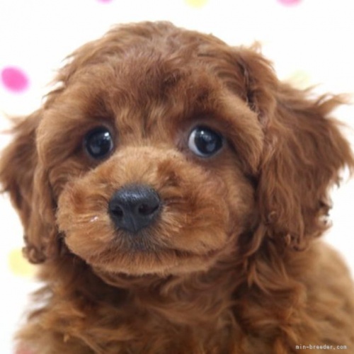 トイプードルの子犬（ID:1236011225）の1枚目の写真/更新日:2022-07-05