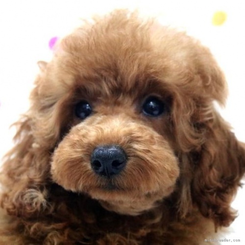 トイプードルの子犬（ID:1236011230）の1枚目の写真/更新日:2022-08-08
