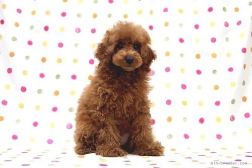 トイプードルの子犬（ID:1236011230）の2枚目の写真/更新日:2022-08-08