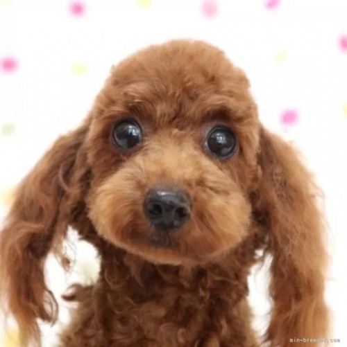 トイプードルの子犬（ID:1236011234）の1枚目の写真/更新日:2023-07-29