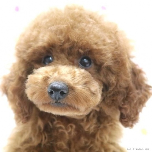 トイプードルの子犬（ID:1236011235）の1枚目の写真/更新日:2022-08-08