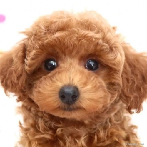 トイプードルの子犬（ID:1236011236）の1枚目の写真/更新日:2023-05-19