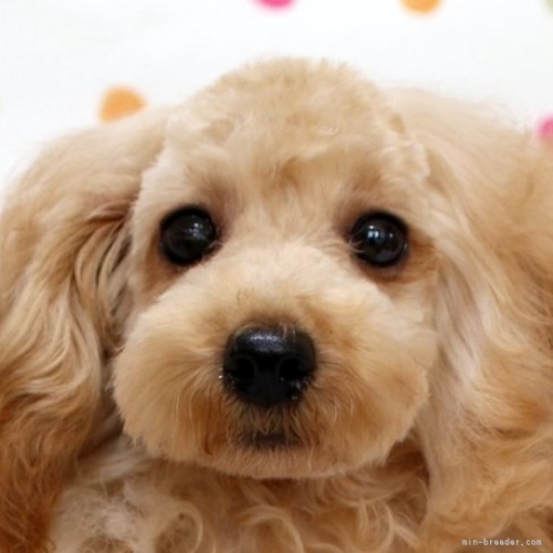 トイプードルの子犬（ID:1236011242）の1枚目の写真/更新日:2023-05-19