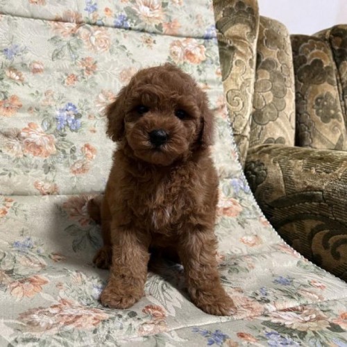 ミニチュアプードルの子犬（ID:1236211046）の1枚目の写真/更新日:2022-11-30
