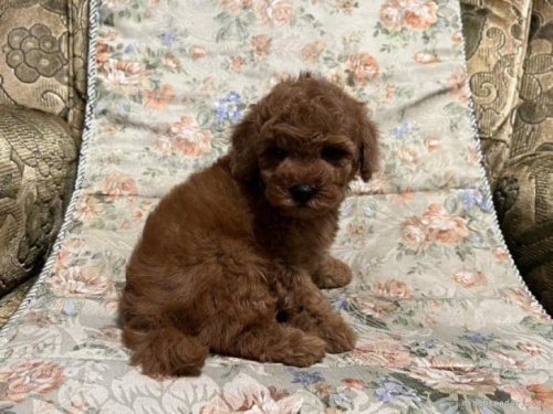 ミニチュアプードルの子犬（ID:1236211046）の2枚目の写真/更新日:2022-11-30