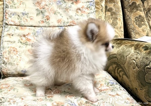 ポメラニアンの子犬（ID:1236211282）の3枚目の写真/更新日:2023-11-14