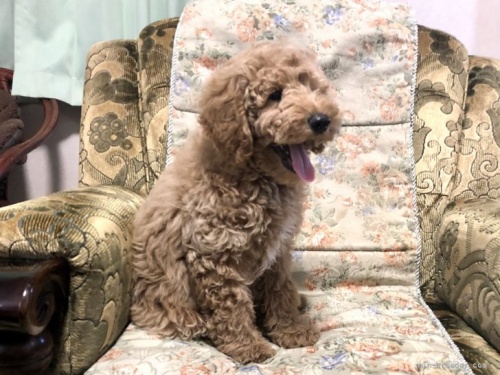 ミディアムプードルの子犬（ID:1236211325）の3枚目の写真/更新日:2022-03-20