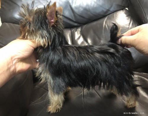 ヨークシャーテリアの子犬（ID:1236211349）の5枚目の写真/更新日:2022-03-20