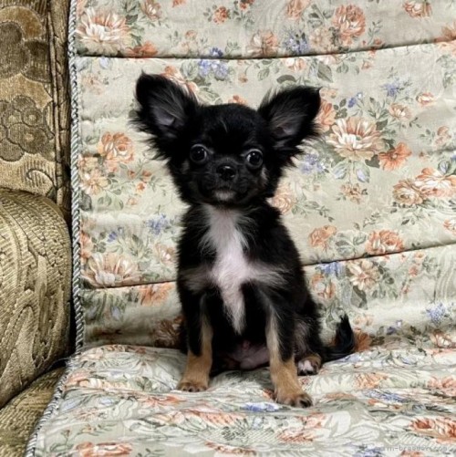 チワワ（ロング）の子犬（ID:1236211428）の1枚目の写真/更新日:2022-12-07