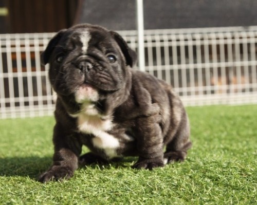 t`uhbO̎qiID:1236411138j1ڂ̎ʐ^/XV:2025-10-29