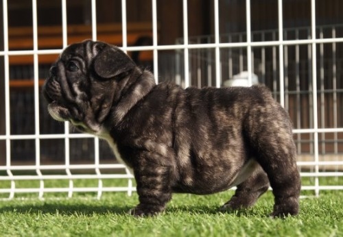 t`uhbO̎qiID:1236411138j3ڂ̎ʐ^/XV:2025-10-29