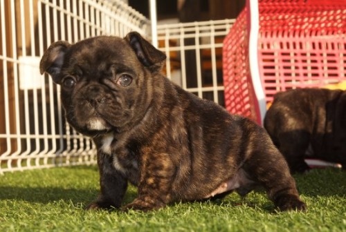 t`uhbO̎qiID:1236411139j1ڂ̎ʐ^/XV:2025-10-29