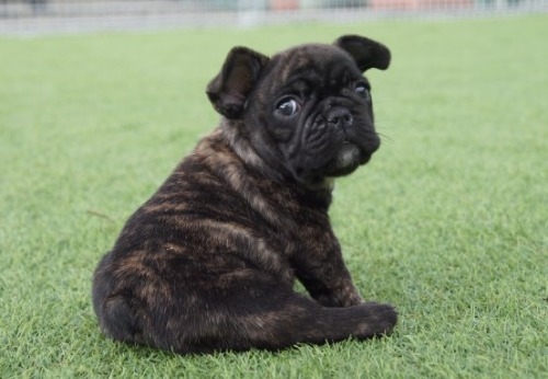 t`uhbO̎qiID:1236411139j3ڂ̎ʐ^/XV:2025-10-29