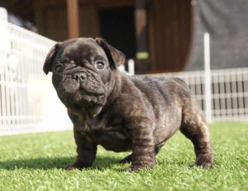 t`uhbO̎qiID:1236411140j1ڂ̎ʐ^/XV:2025-10-29