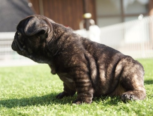 t`uhbO̎qiID:1236411140j2ڂ̎ʐ^/XV:2025-10-29