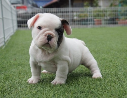 t`uhbO̎qiID:1236411141j1ڂ̎ʐ^/XV:2025-10-29