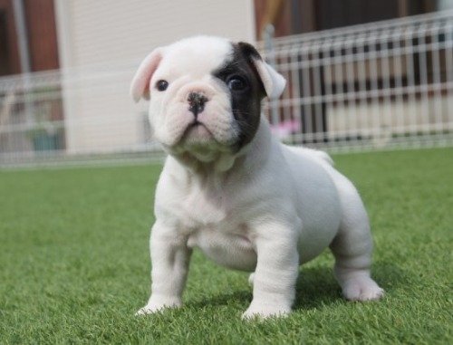 t`uhbO̎qiID:1236411141j2ڂ̎ʐ^/XV:2025-10-29