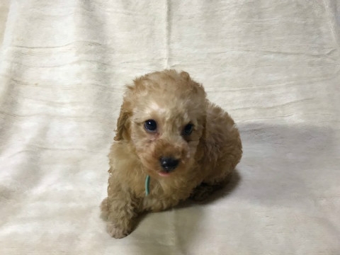 トイプードルの子犬（ID:1237311037）の3枚目の写真/更新日:2022-11-26