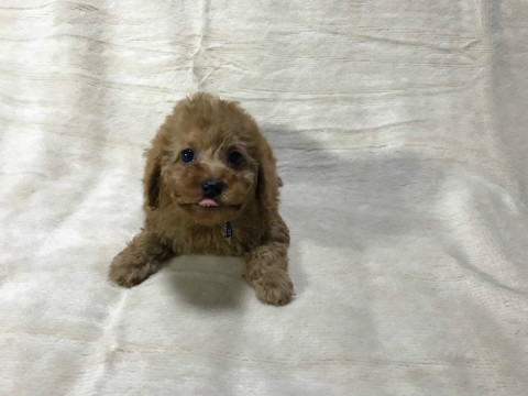 トイプードルの子犬（ID:1237311052）の4枚目の写真/更新日:2022-11-26