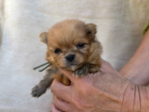 ポメラニアンの子犬（ID:1237311061）の1枚目の写真/更新日:2023-11-02