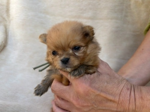 ポメラニアンの子犬（ID:1237311061）の2枚目の写真/更新日:2023-11-02