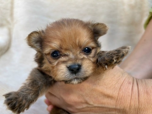 ポメラニアンの子犬（ID:1237311062）の1枚目の写真/更新日:2023-11-02