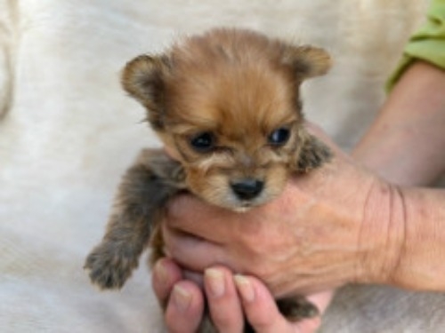 ポメラニアンの子犬（ID:1237311062）の2枚目の写真/更新日:2023-11-02
