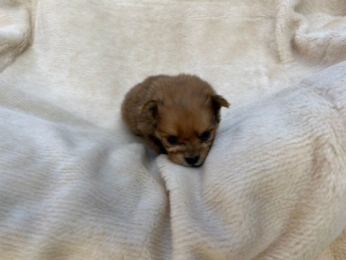 ポメラニアンの子犬（ID:1237311062）の3枚目の写真/更新日:2023-11-02