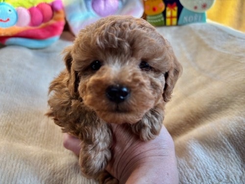 gCv[h̎qiID:1237311089j1ڂ̎ʐ^/XV:2025-12-04