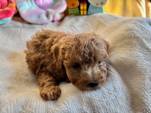 gCv[h̎qiID:1237311089j2ڂ̎ʐ^/XV:2025-12-04