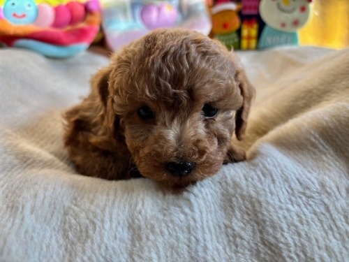 gCv[h̎qiID:1237311089j3ڂ̎ʐ^/XV:2025-12-04