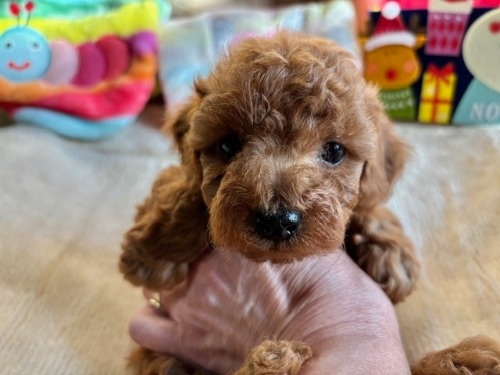 gCv[h̎qiID:1237311090j1ڂ̎ʐ^/XV:2025-12-04