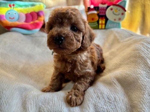 gCv[h̎qiID:1237311090j2ڂ̎ʐ^/XV:2025-12-04