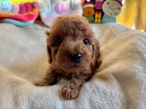 gCv[h̎qiID:1237311090j3ڂ̎ʐ^/XV:2025-12-04