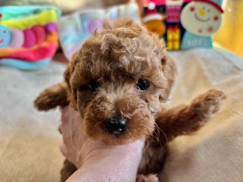 gCv[h̎qiID:1237311091j1ڂ̎ʐ^/XV:2025-12-04