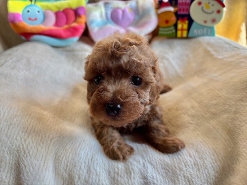 gCv[h̎qiID:1237311091j2ڂ̎ʐ^/XV:2025-12-04