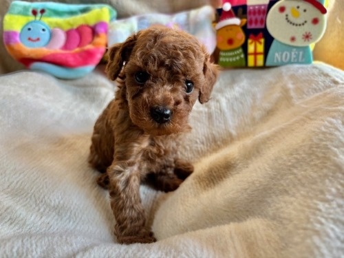 gCv[h̎qiID:1237311091j3ڂ̎ʐ^/XV:2025-12-04