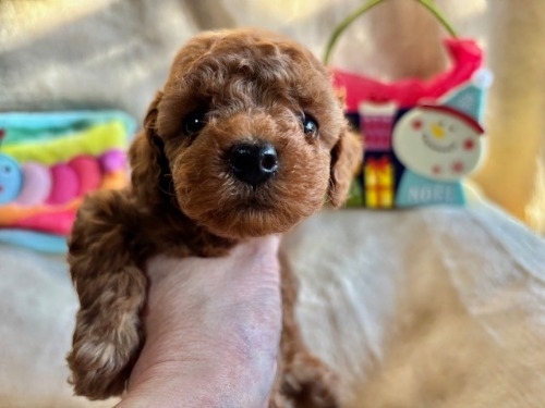 gCv[h̎qiID:1237311092j1ڂ̎ʐ^/XV:2025-12-04