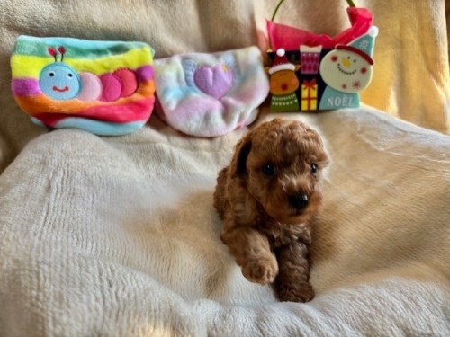 gCv[h̎qiID:1237311092j2ڂ̎ʐ^/XV:2025-12-04