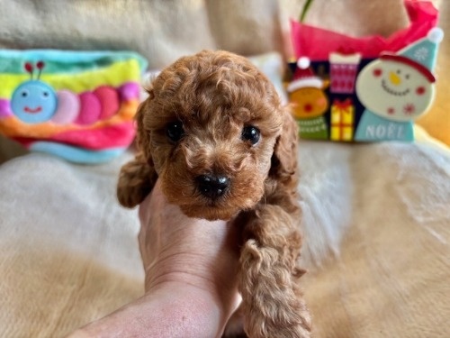 gCv[h̎qiID:1237311093j1ڂ̎ʐ^/XV:2025-12-04