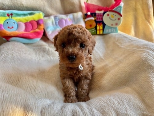 gCv[h̎qiID:1237311093j3ڂ̎ʐ^/XV:2025-12-04