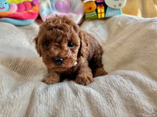 gCv[h̎qiID:1237311094j2ڂ̎ʐ^/XV:2025-12-04