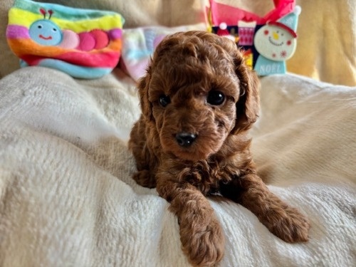 gCv[h̎qiID:1237311094j3ڂ̎ʐ^/XV:2025-12-04