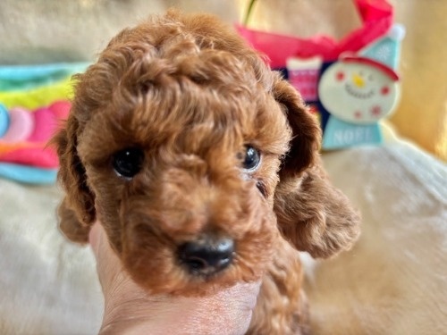 gCv[h̎qiID:1237311095j1ڂ̎ʐ^/XV:2025-12-04